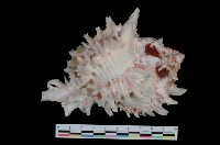 藏品(黑口骨螺)的圖片